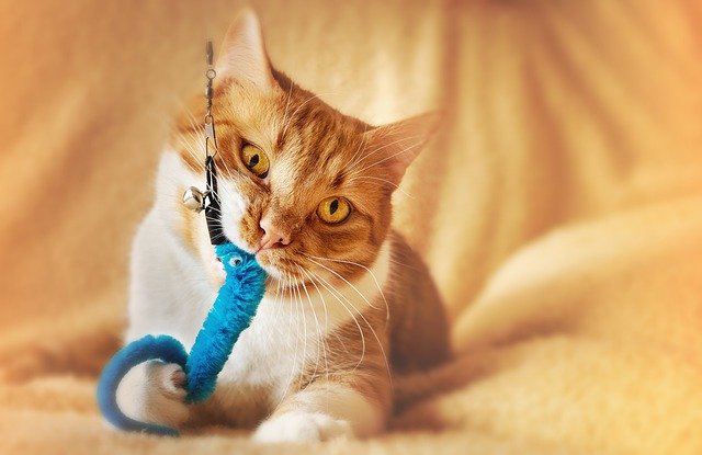 おもちゃにかぶりつく猫