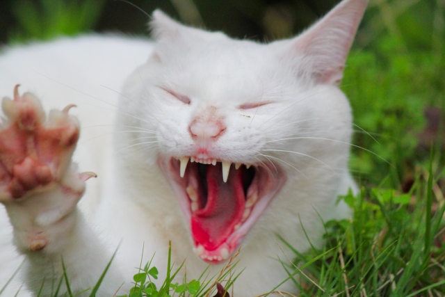 あくびをする白猫