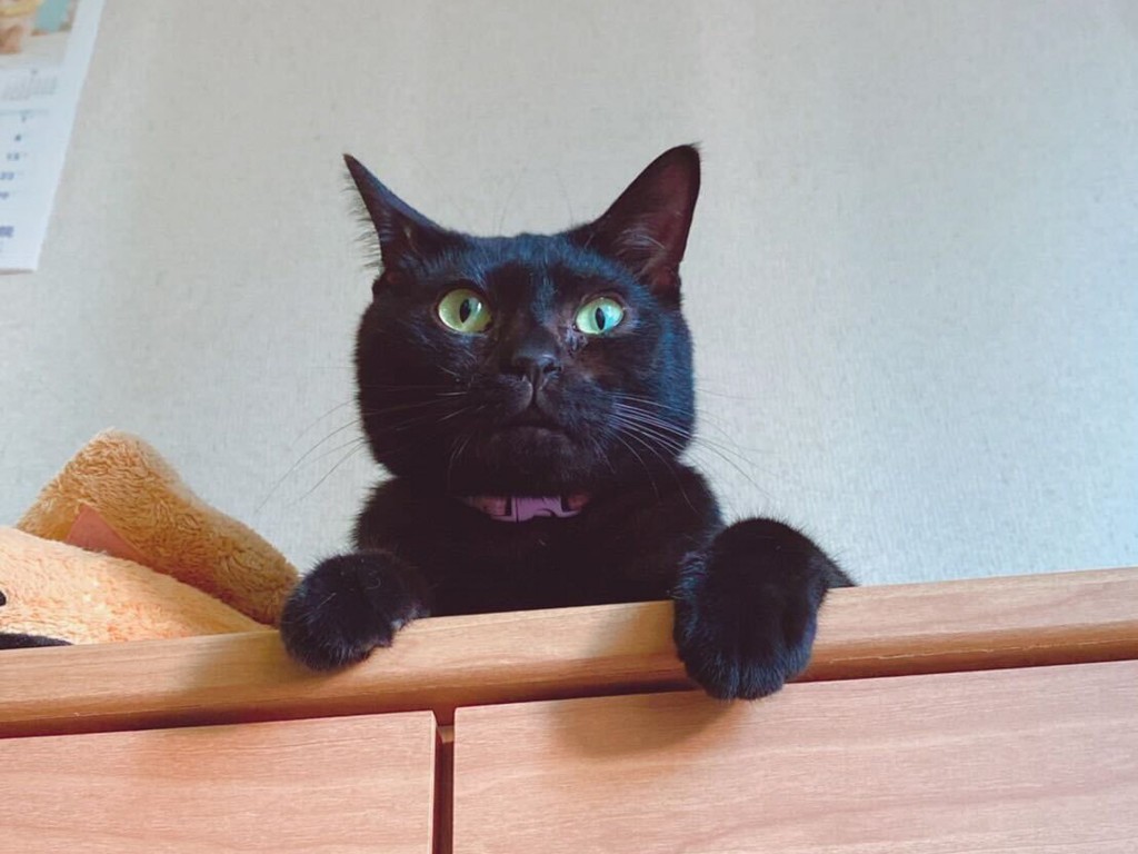 棚の上にいる黒猫
