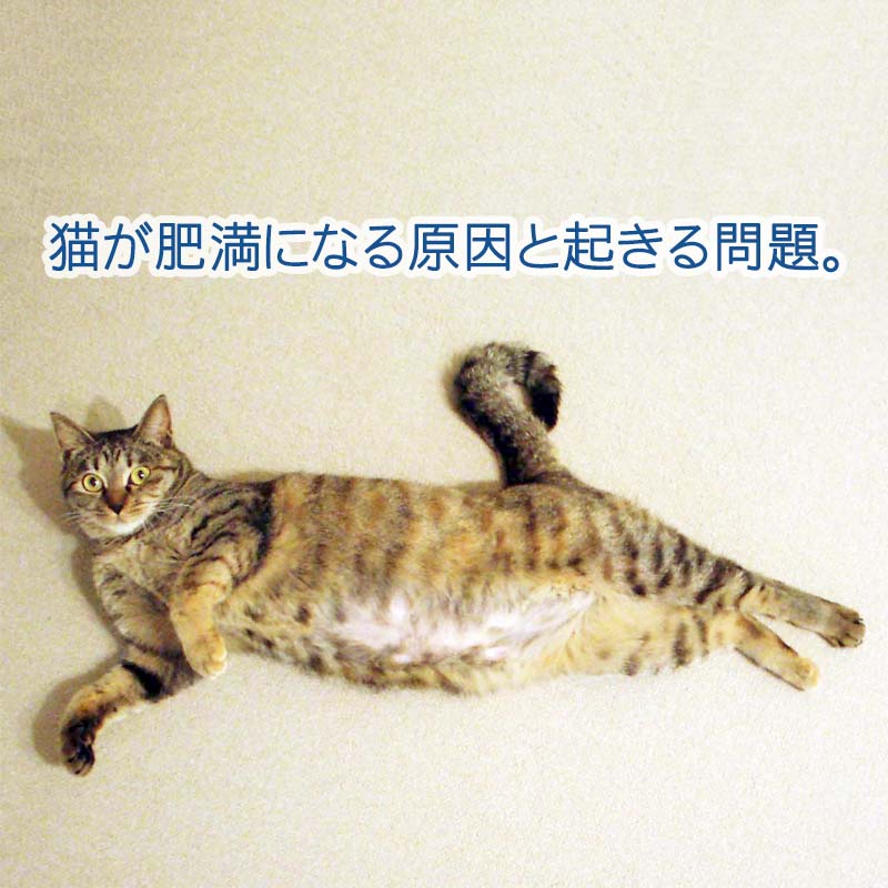 猫が肥満になる原因と起きる問題。
