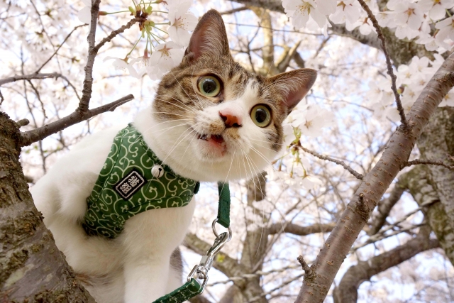 ハーネスを付けて桜の木に登る猫