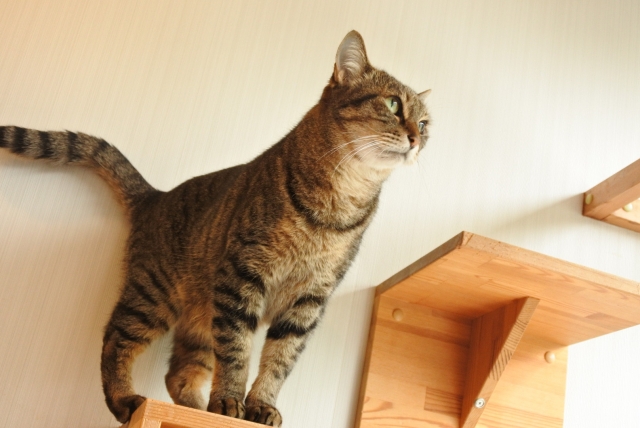 キャットウォークに登る猫