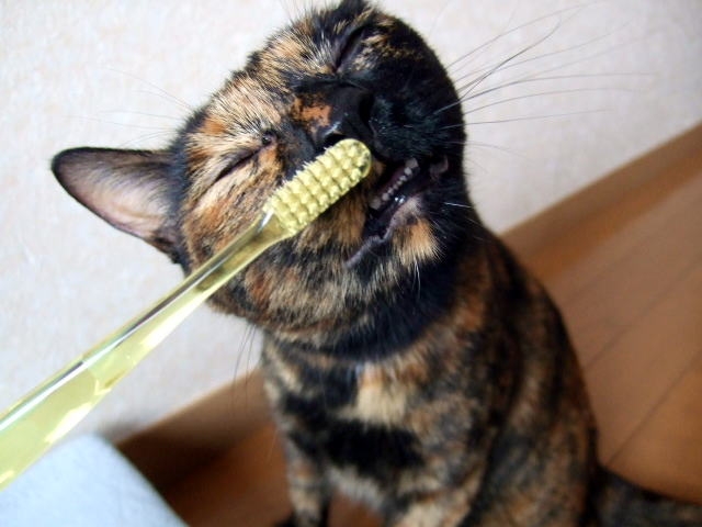 歯磨きをするサビ猫