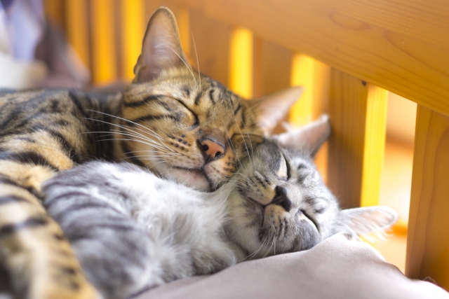 ベッドで仲良く寝る猫たち