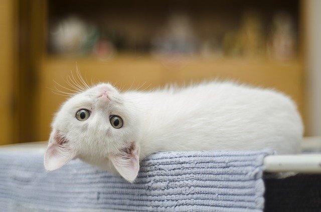 こちらを見つめる白猫