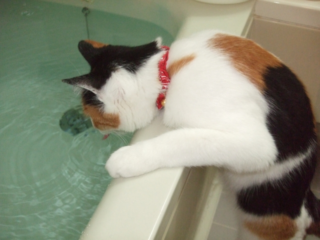 湯舟をのぞき込む猫