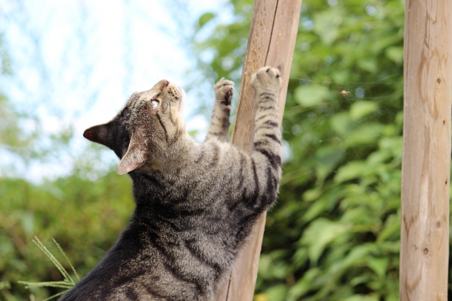 木の柱で爪を研ぐ猫