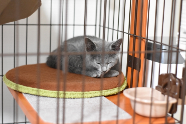 ケージの中で眠るグレーの子猫