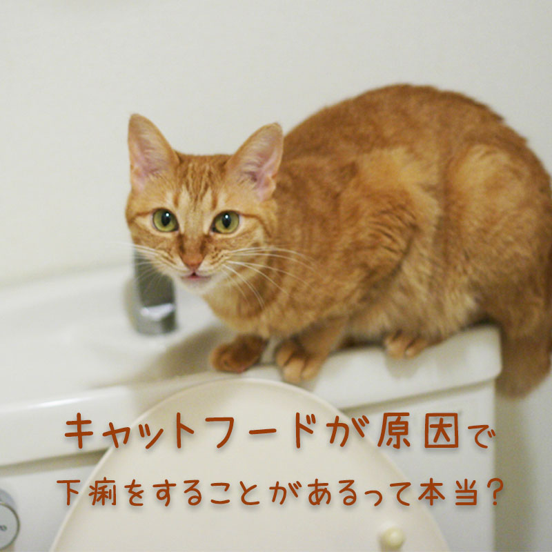 【獣医師監修】猫が下痢を繰り返す！その原因がキャットフードって本当なの？