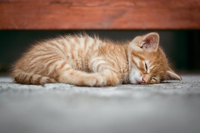 熟睡する茶トラの子猫