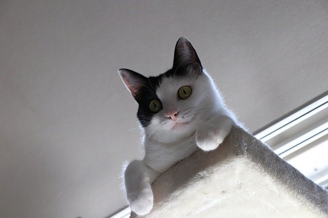 キャットタワーのてっぺんから見下ろすハチワレ猫