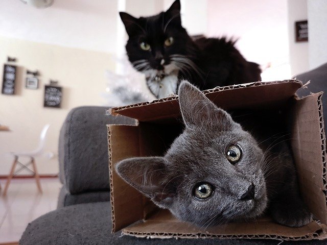 段ボール箱で遊ぶ猫たち