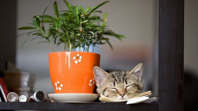 観葉植物と眠る猫