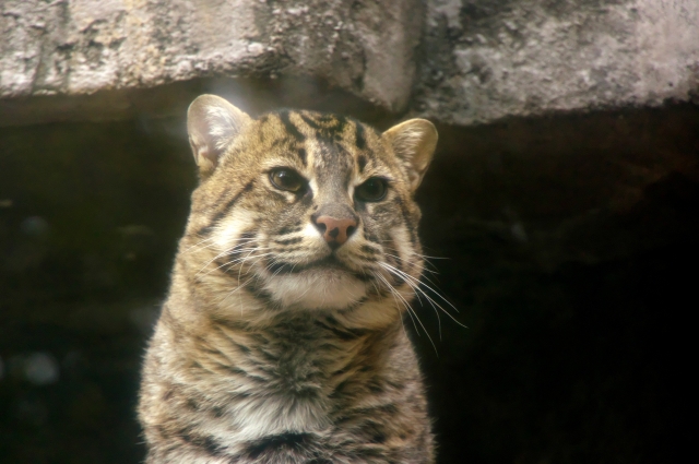 ベンガルヤマネコ