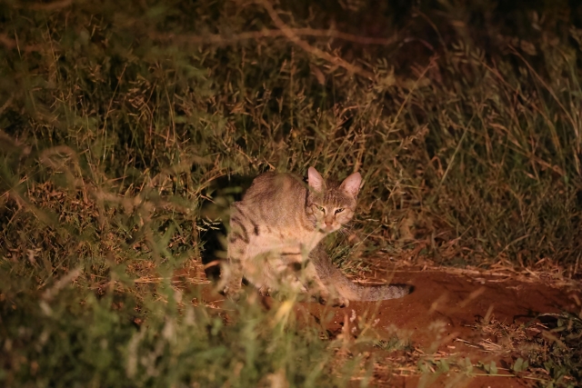 リビアヤマネコ