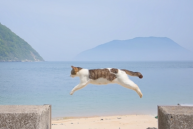 佐柳島 猫ジャンプ