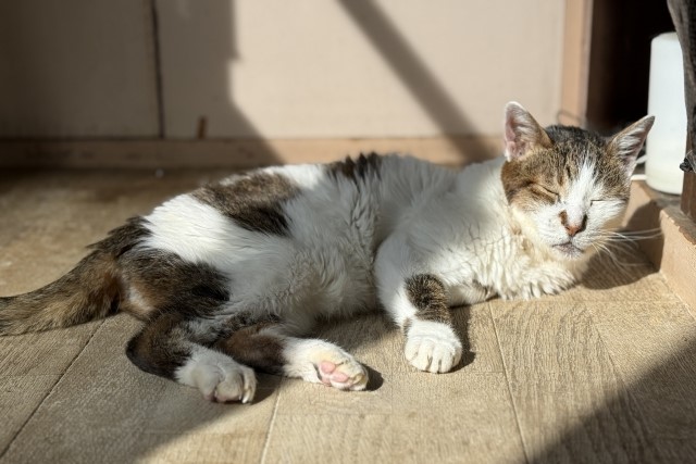 お昼寝中の高齢猫
