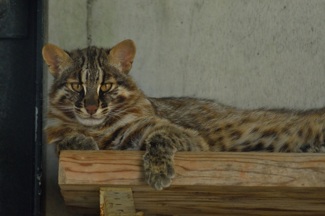 ツシマヤマネコ