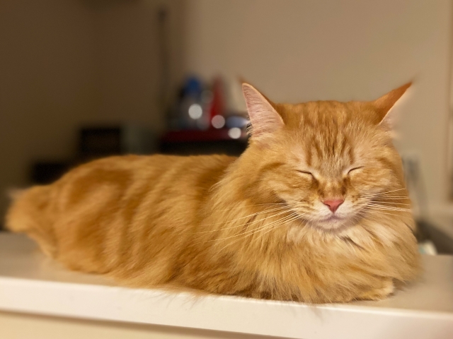 キッチンカウンターの上で寝る猫