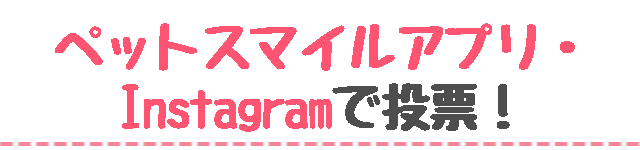 SNSで投票
