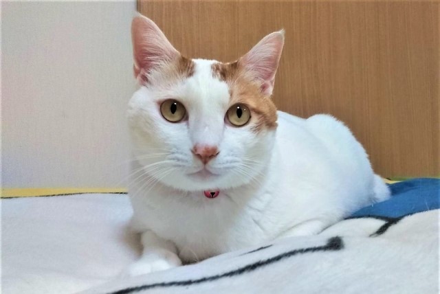 ターキッシュバン