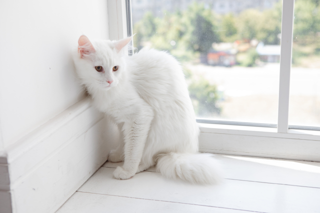 ターキッシュアンゴラ