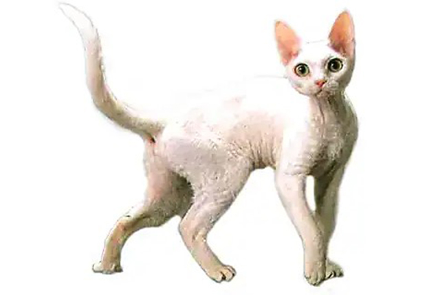 デボンレックス