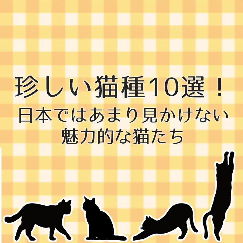珍しい猫の種類10選！日本ではなかなか会えない魅力的な猫たち