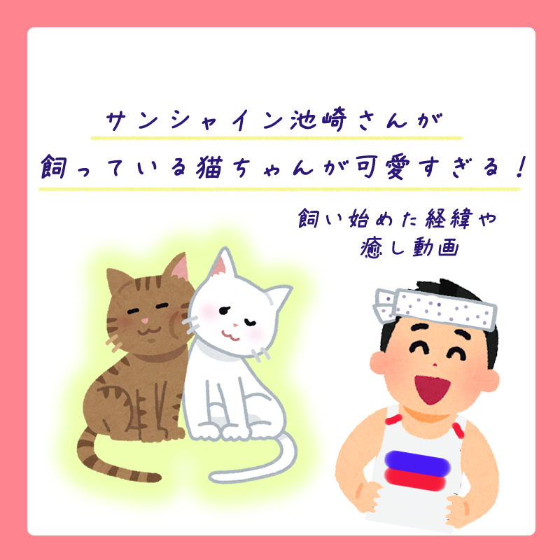 サンシャイン池崎さんが飼っている猫ちゃんが可愛すぎる！飼い始めた経緯や癒し動画をご紹介します！