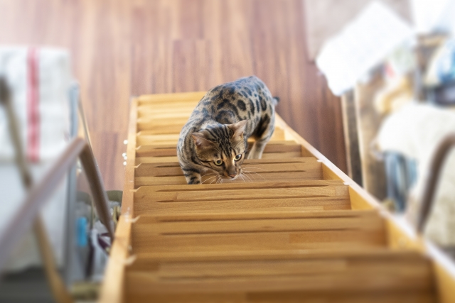 屋根裏階段を上る猫