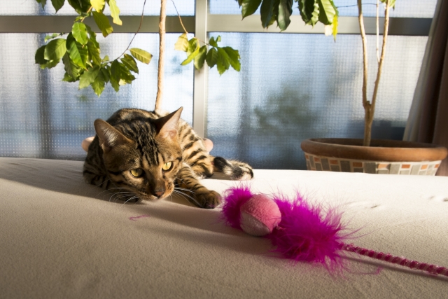 おもちゃで遊ぶベンガル猫