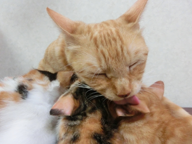 子猫を舐める母猫
