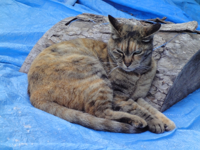 ビニールシートの上にいる麦わら猫