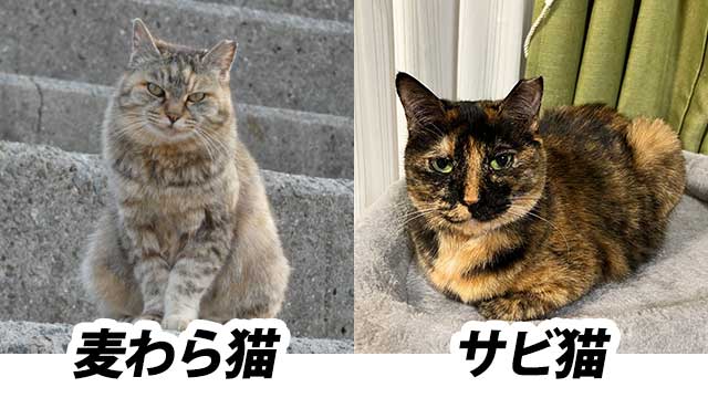 麦わら猫とサビ猫