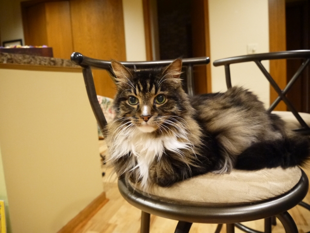 椅子の上に座っている猫