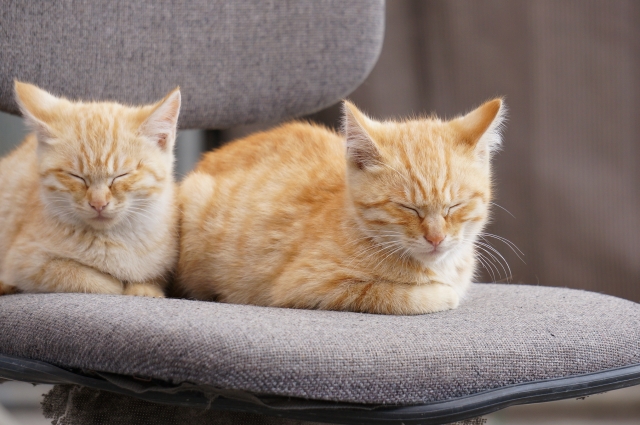 椅子の上で寝る猫たち
