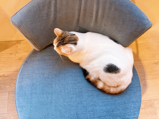 大きな椅子に座る猫