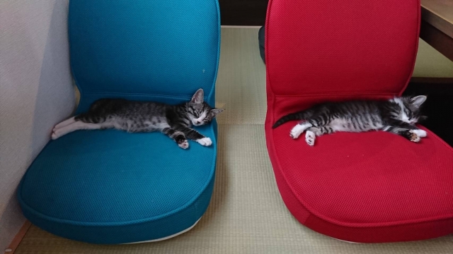 座椅子で眠る子猫たち