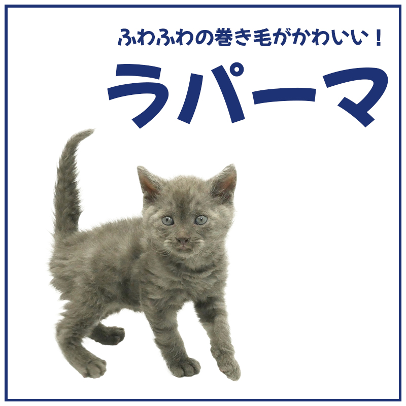 日本ではまだまだ知名度が低いラパーマってどんな猫なの？