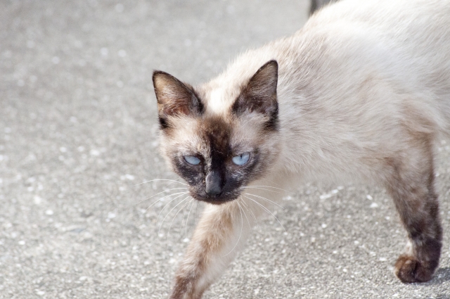 シャム柄の野良猫