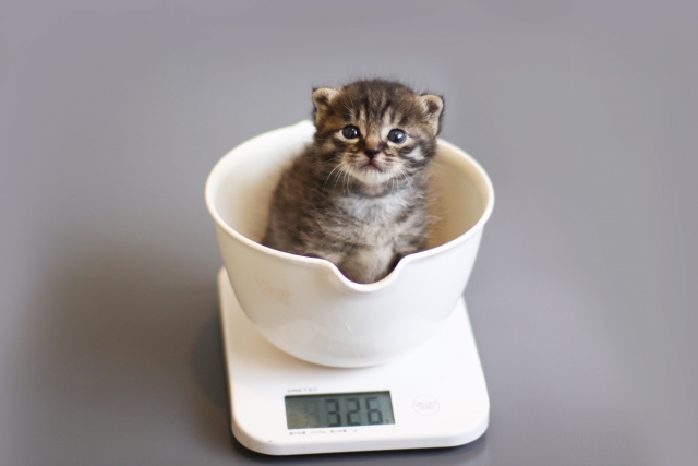 子猫の体重測定