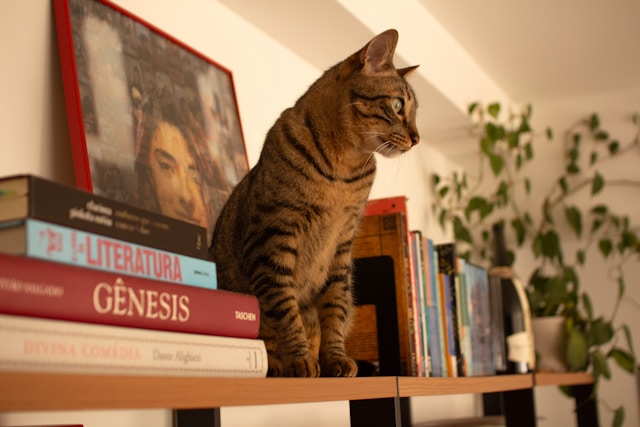 本棚の上に乗っている猫