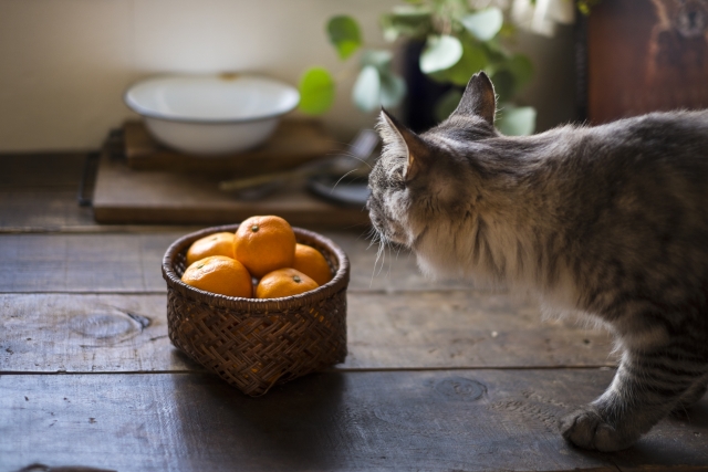 みかんを食べようとしている猫