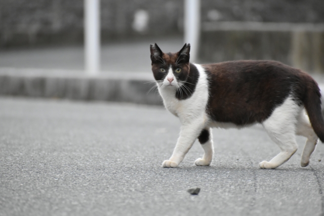 道路にいる猫