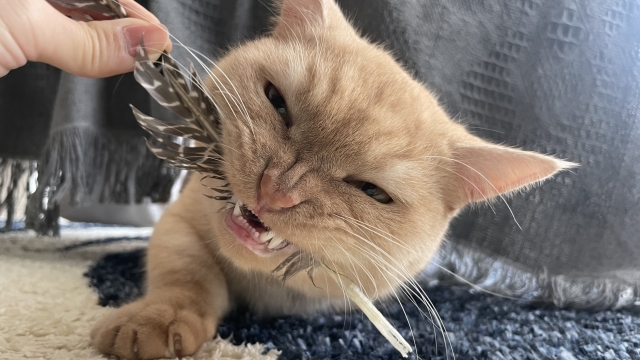 羽根のおもちゃを噛む猫