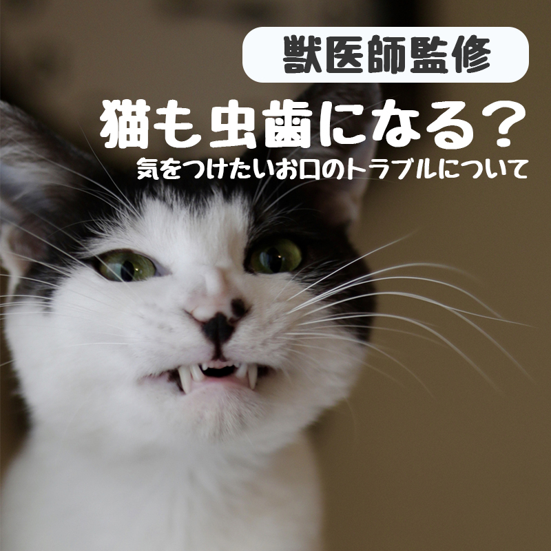 【獣医師監修】猫も虫歯になる？猫の口腔内環境と気をつけたいお口のトラブル