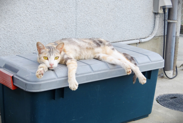箱の上で寝るパステル三毛猫
