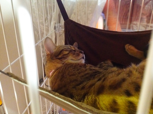 ケージの中で眠るベンガル猫