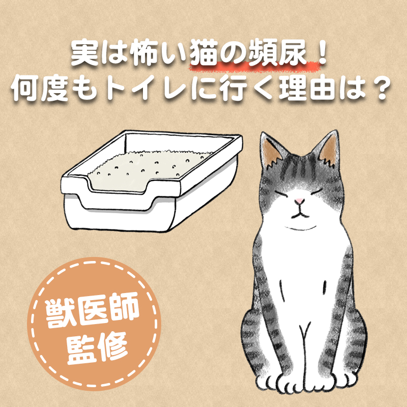【獣医師監修】実は怖い猫の頻尿！何度もトイレに行く理由は？原因となる病気と予防