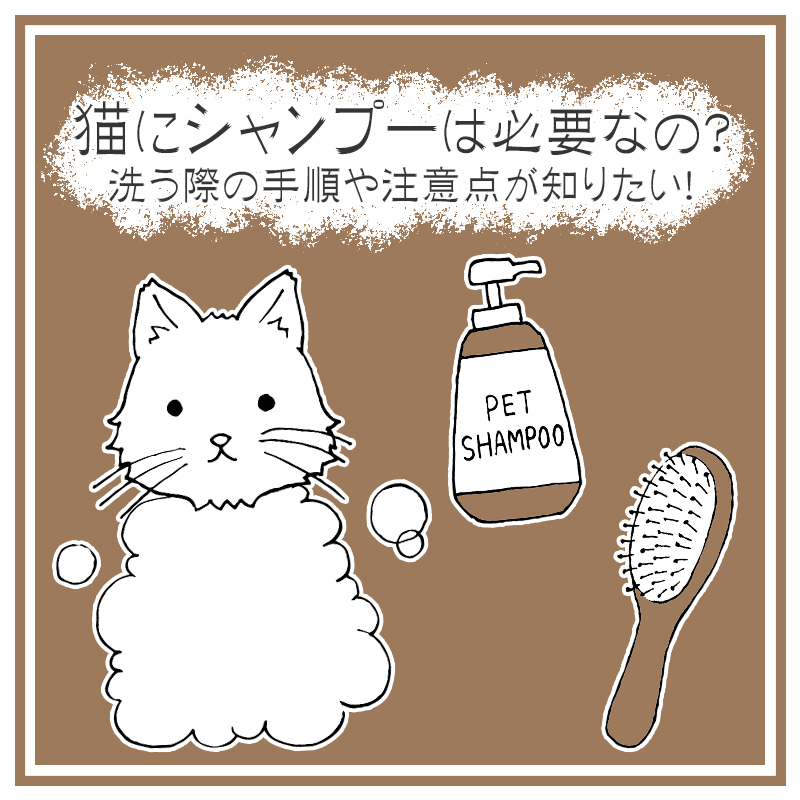 猫にシャンプーは必要なの？洗う際の手順や注意点が知りたい！